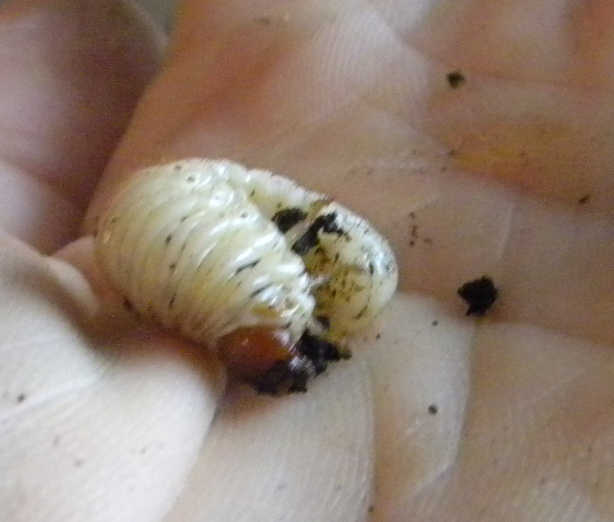 Larva di Oryctes nasicornis?